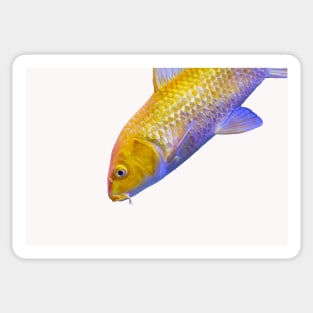 Golden yellow Ogon Koi carp fish Sticker